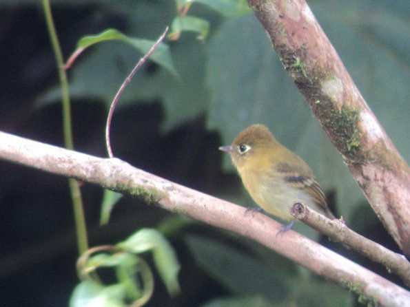 birdwatching-tour-at-mistico-park