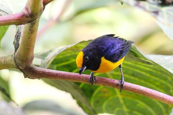 birdwatching-tour-cajas-park-and-tamarindo-tropical-forest-area-from-cuenca