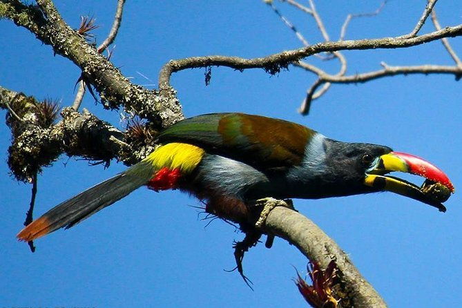 birdwatching-tour-in-cajas-national-park-from-cuenca-2