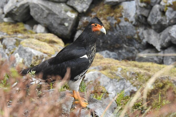 birdwatching-tour-in-cajas-national-park-from-cuenca-2