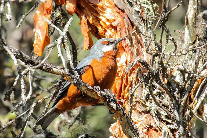birdwatching-tour-in-cajas-national-park-from-cuenca-2
