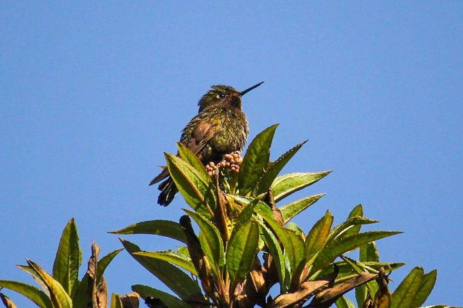 birdwatching-tour-in-cajas-national-park-from-cuenca-2