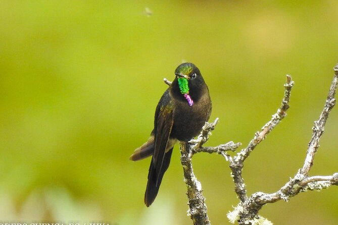 birdwatching-tour-in-cajas-national-park-from-cuenca-2