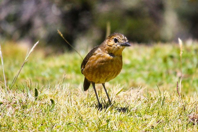 birdwatching-tour-in-cajas-national-park-from-cuenca
