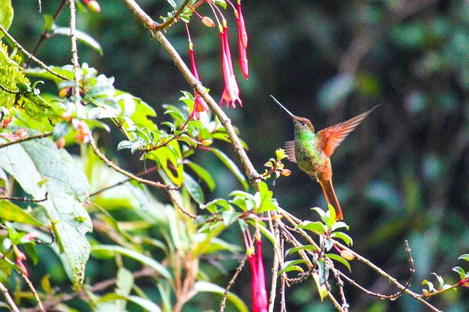 birdwatching-tour-in-giron-and-yunguilla-jocotoco-reserve-from-cuenca