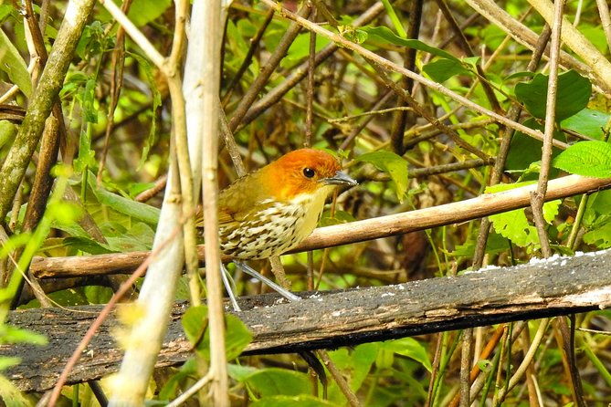 birdwatching-tour-in-giron-and-yunguilla-jocotoco-reserve-from-cuenca
