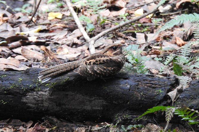 birdwatching-tour-in-giron-and-yunguilla-jocotoco-reserve-from-cuenca