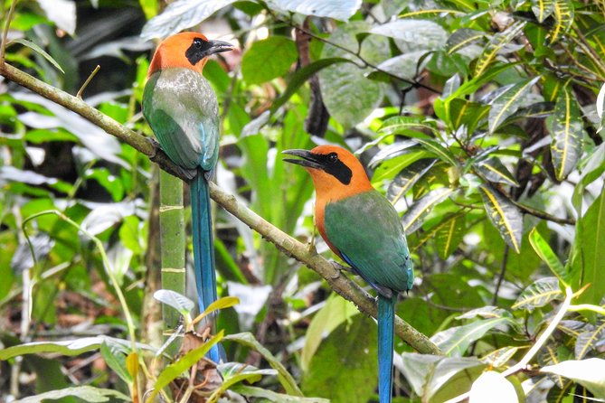 birdwatching-tour-in-la-fortuna