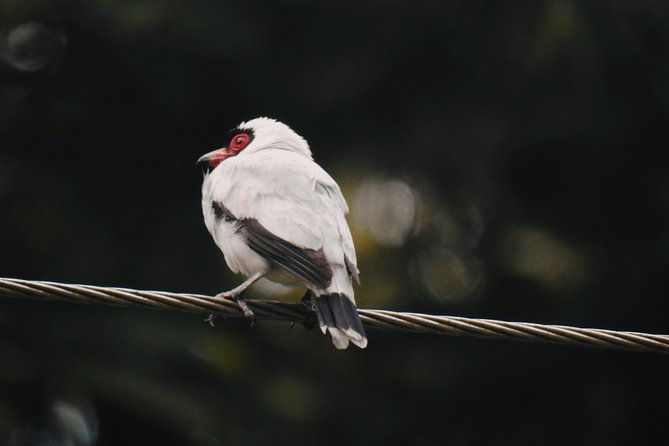 birdwatching-tour-in-la-fortuna