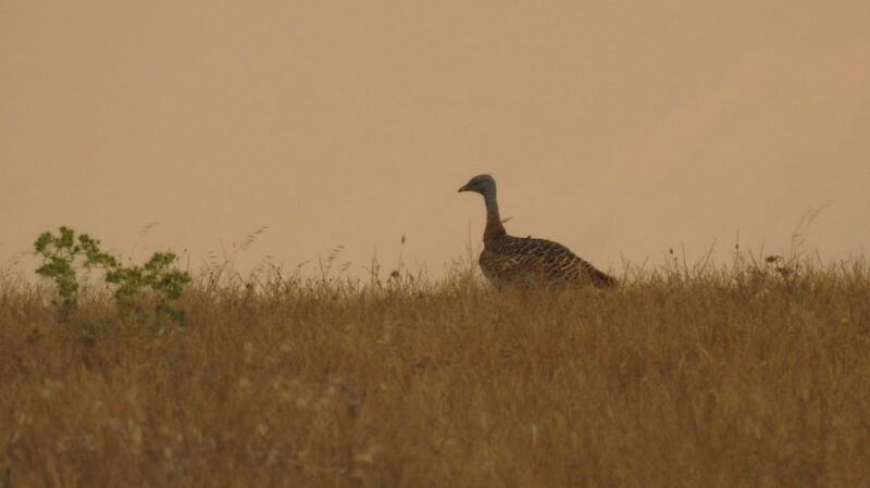 birdwatching-tour-in-mertola-and-castro-verde-region