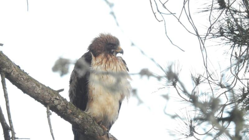 birdwatching-tour-in-mertola-and-castro-verde-region