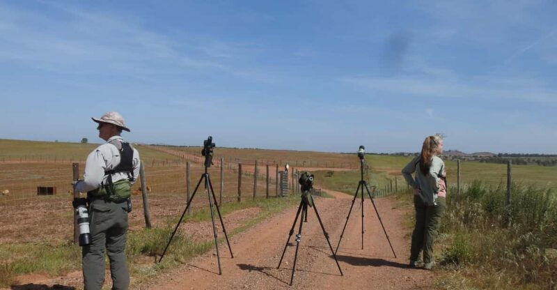 birdwatching-tour-in-mertola-and-castro-verde-region