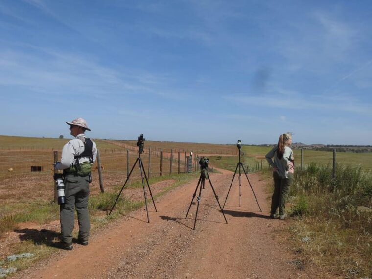 birdwatching-tour-in-mertola-and-castro-verde-region