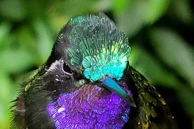 birdwatching-tour-in-tapanti-national-park