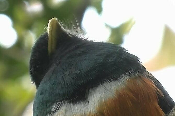 birdwatching-tour-in-tapanti-national-park