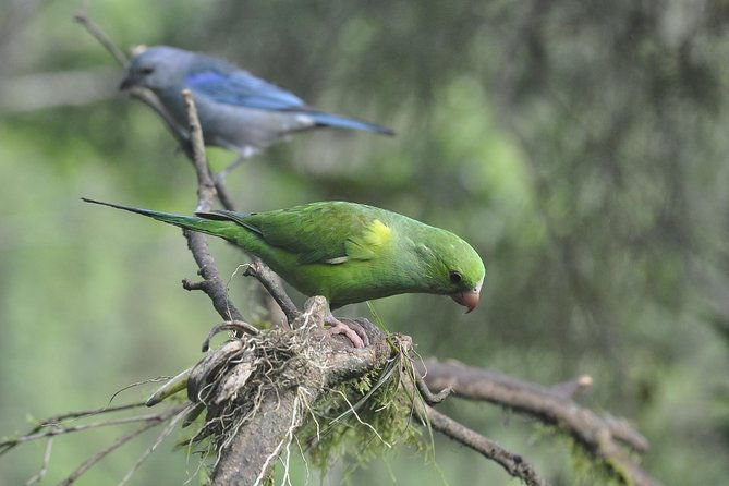 birdwatching-tour-to-tijuca-national-park-with-pica-pau-tours