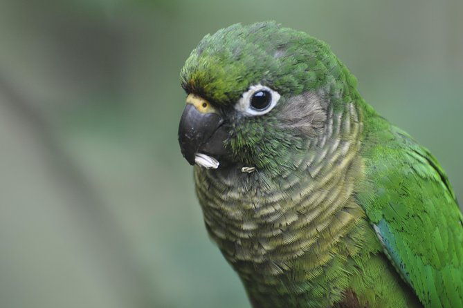 birdwatching-tour-to-tijuca-national-park-with-pica-pau-tours