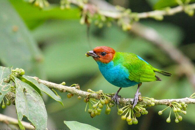 birdwatching-tour-via-gualaceo-to-the-eastern-slope-from-cuenca