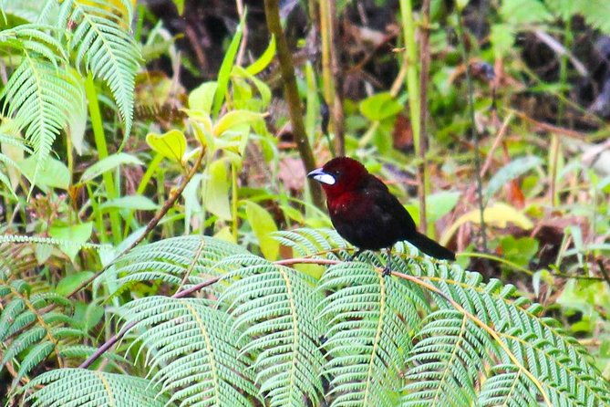 birdwatching-tour-via-gualaceo-to-the-eastern-slope-from-cuenca