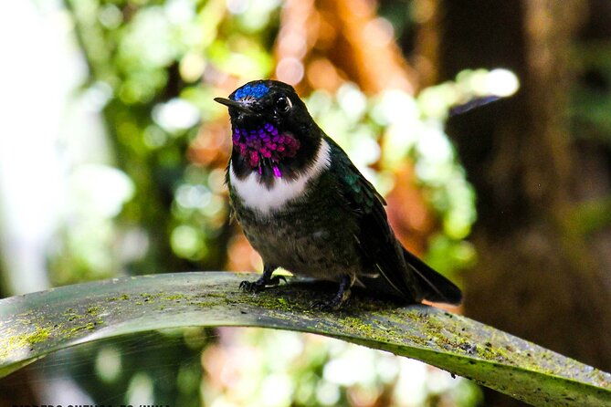 birdwatching-tour-via-gualaceo-to-the-eastern-slope-from-cuenca