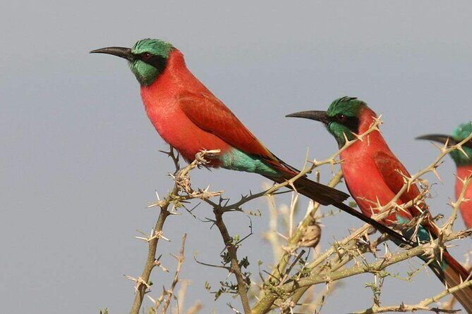 Birdwatching tours - An In-Depth Look at the Gambia Birdwatching Experience
