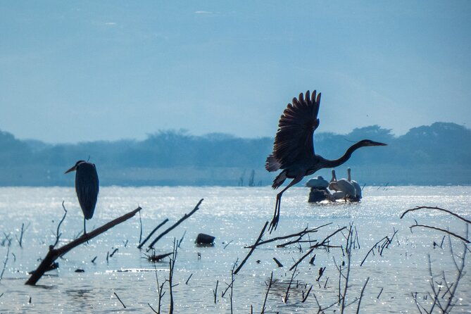 birdwatching-tours-in-el-salvador-with-a-guide