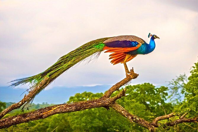 Birdwatching Walk in Thalangama Wetland from Colombo - Why This Tour Offers Great Value