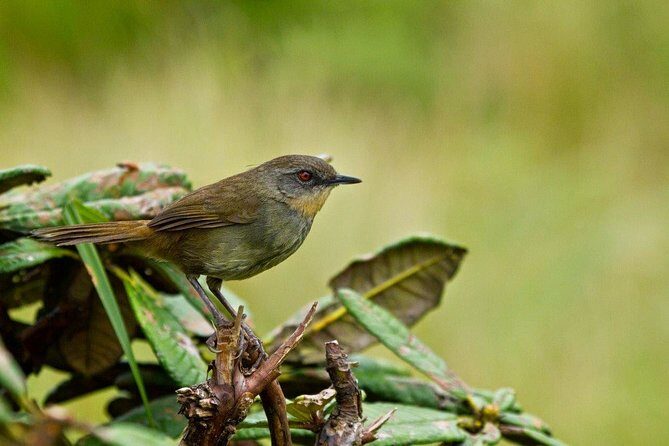 Birdwatching Walk in Thalangama Wetland from Colombo - Practical Tips for Your Birdwatching Walk