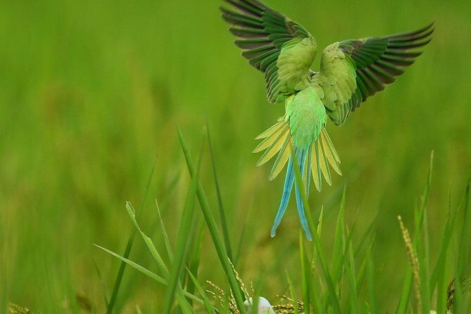 Birdwatching Walk in Thalangama Wetland from Colombo - Who Will Love This Experience?