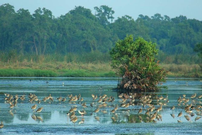 Birdwatching Walk in Thalangama Wetland from Colombo - The Sum Up