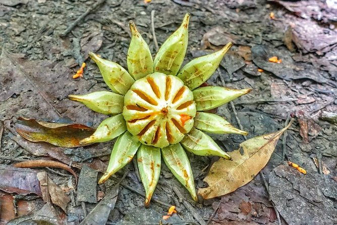 birdwatching-waterfall-rainforest-and-island-nature-tours