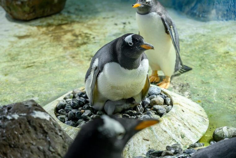 birmingham-cadbury-world-sea-life-legoland-discovery