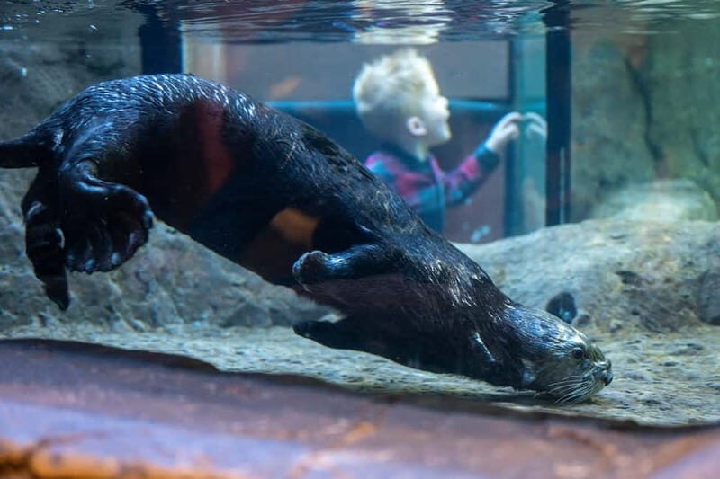 Birmingham: National Sea Life Centre Entrance Ticket - FAQs