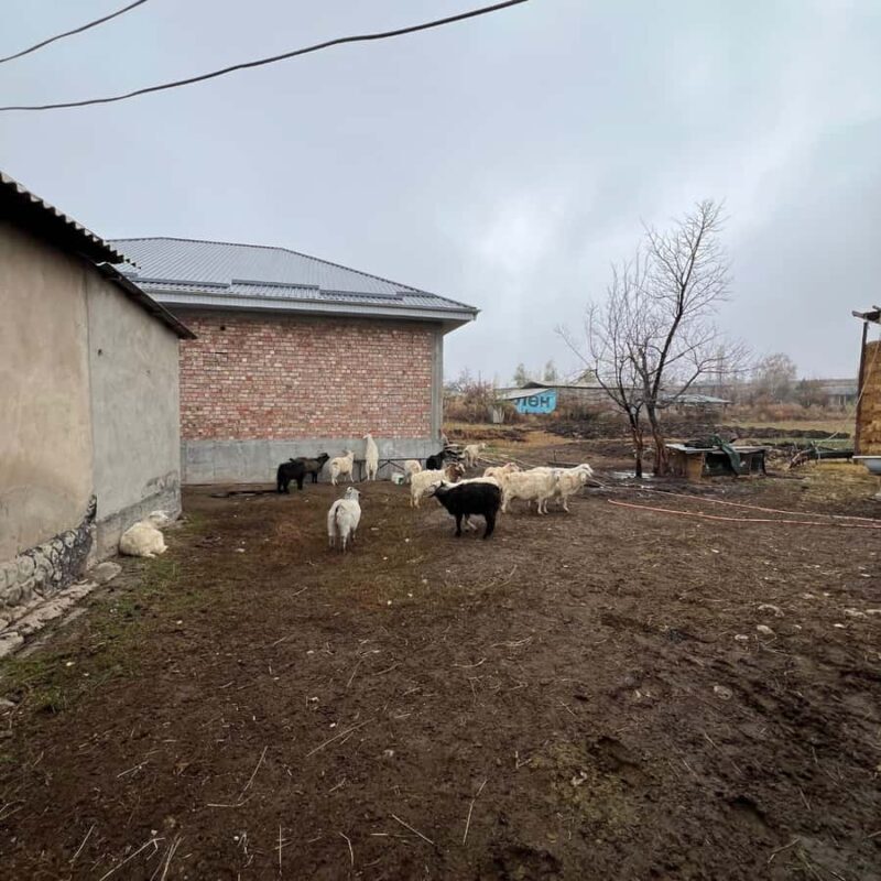 Bishkek: Horseback Ride & Shepherds Farm Cooking Experience - Exploring the Farm: More Than Just Food