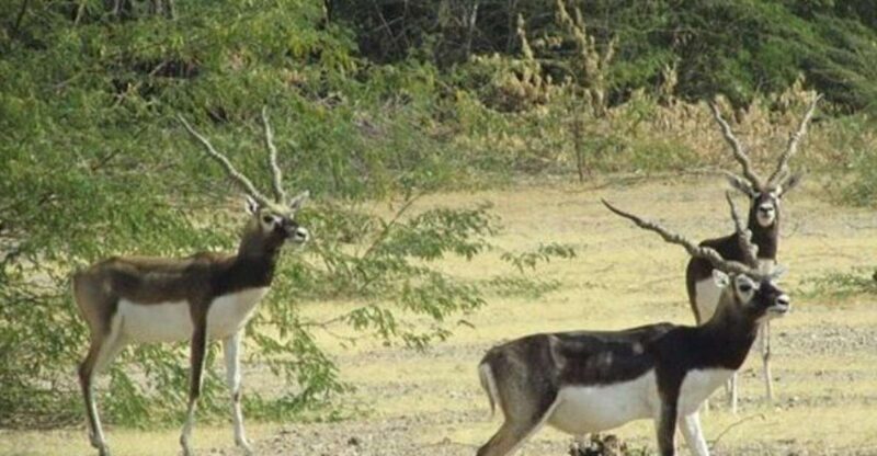 Bishnoi Village Safari Private Half Day Tour - Key Points