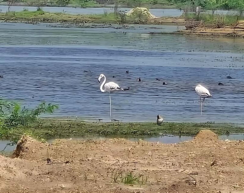 Bishnoi Village :Safari tour - Key Points