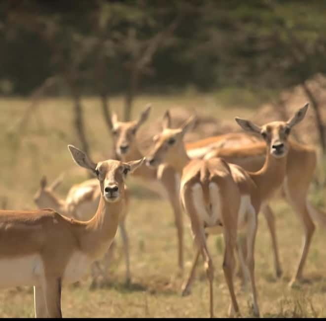 Bishnoi Village :Safari tour - What to Expect from the Bishnoi Village Safari