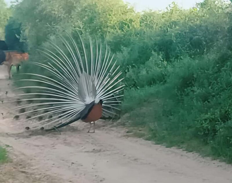 Bishnoi Village :Safari tour - FAQs