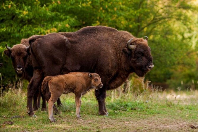 bison-sanctuary-vlad-the-impaler-princely-court-dracula-grave