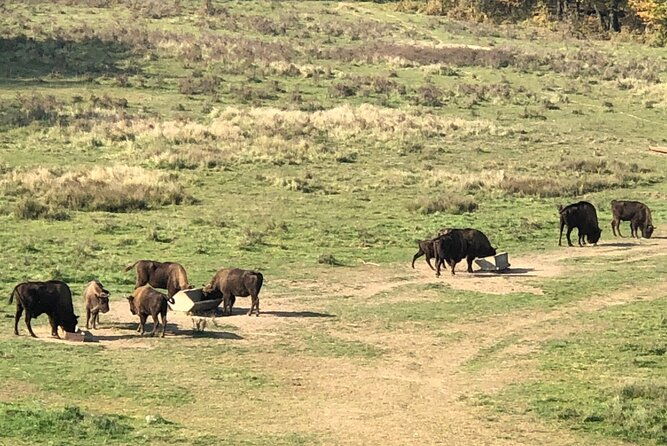 bison-sanctuary-vlad-the-impaler-princely-court-dracula-grave