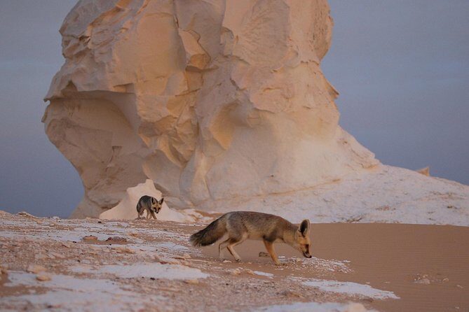 Black and White Desert and Bahariya Oasis Tour 2 Days 1 Night - Starting Point: Cairo Pickup & Journey to Bahariya Oasis
