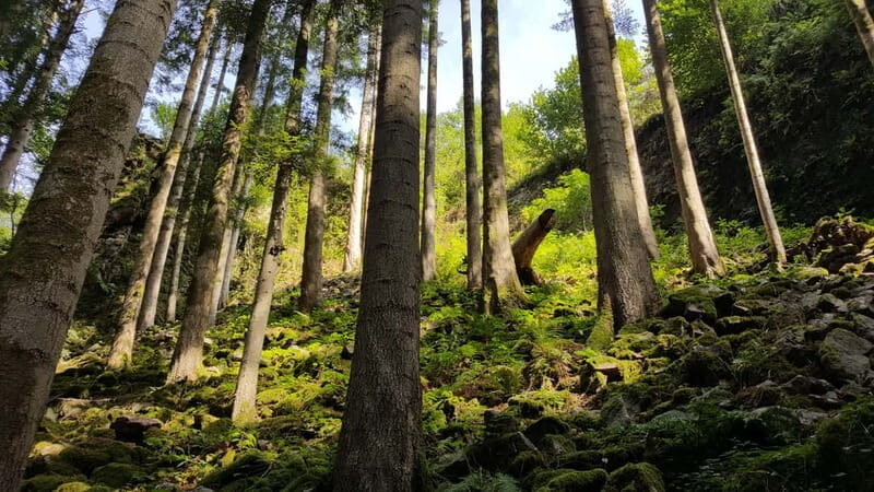 Black Forest: Private Black Forest Tour by car - FAQ