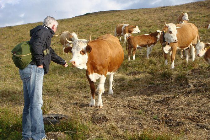 black-forest-tour-by-car-start-offenburg-or-freiburg