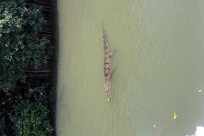 black-river-safari-tour-from-montego-bay