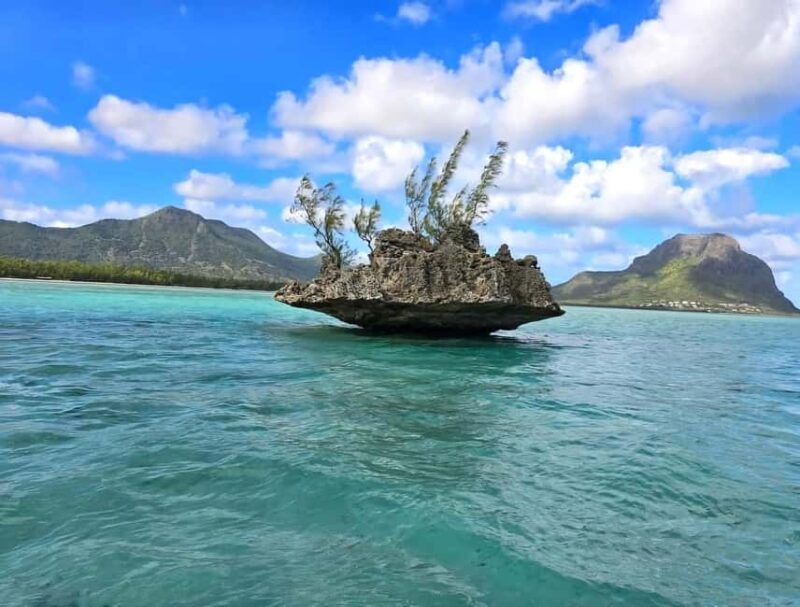 Black River: Swim with Dolphin Speed Boat Tour with lunch - Key Points