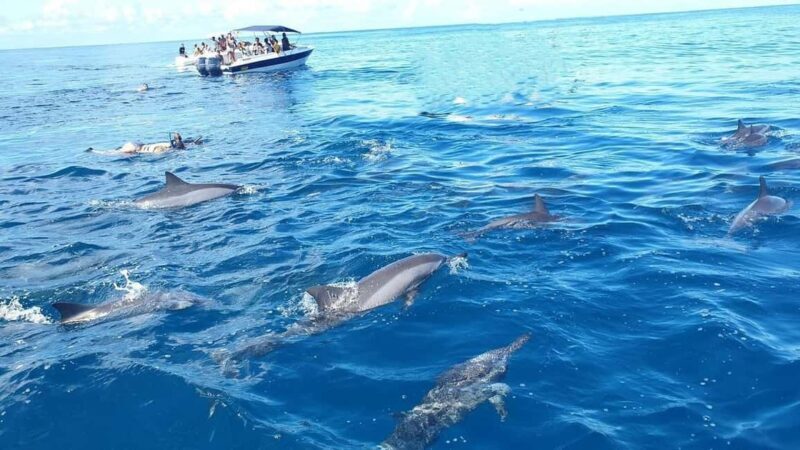 Black River: Swim with Dolphin Speed Boat Tour with lunch - The Itinerary Breakdown
