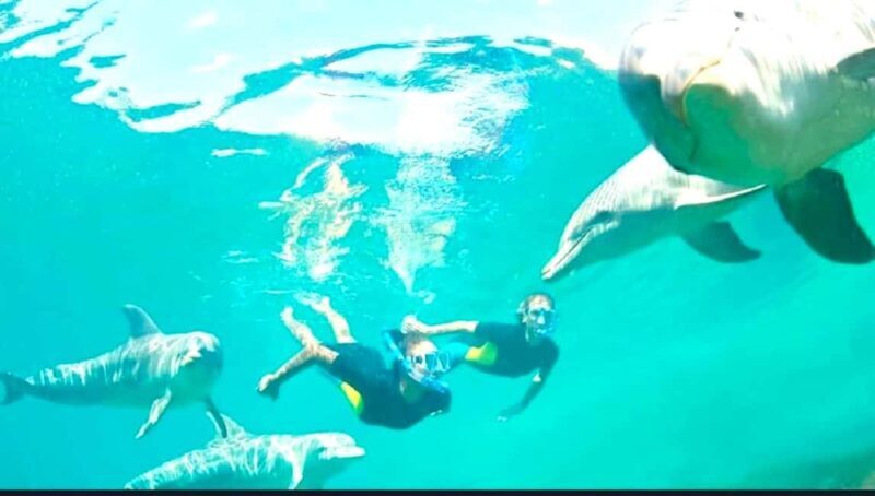 Black River: Swim with Dolphin Speed Boat Tour with lunch - Authentic Experiences from Travelers