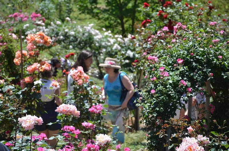 Black Sea: Magnetic Beach and Batumi Botanical Garden Tour - The Itinerary Breakdown: What to Expect Each Day