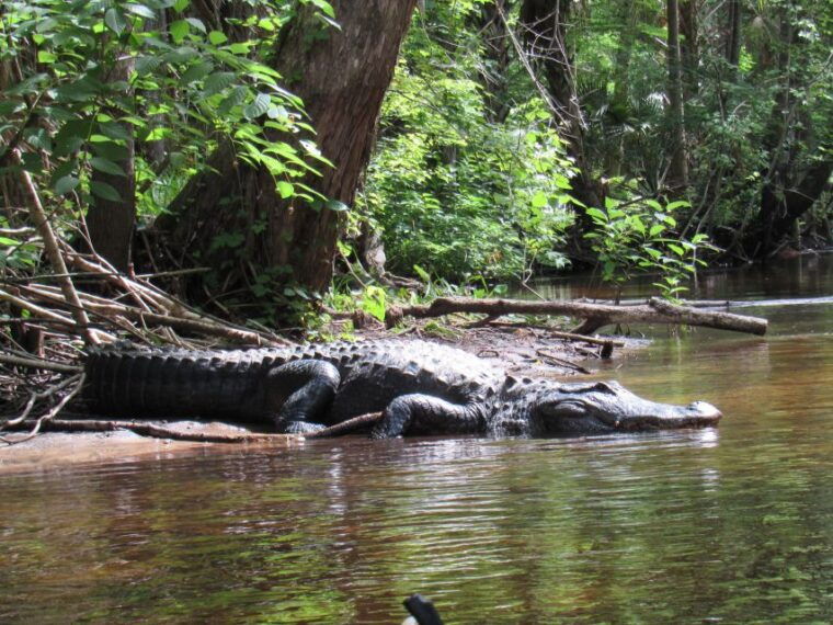 blackwater-creek-exclusive-nature-escape-kayak-adventure