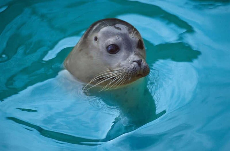 Blankenberge: SEA LIFE Entry Ticket - Key Points